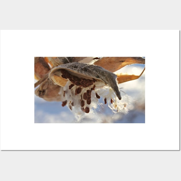 Milkweed Seed Pods in Winter Wall Art by photoclique